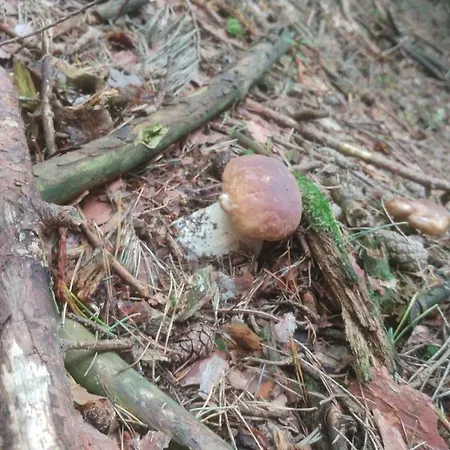 Privát U Zdenky 3* Tvrdosin