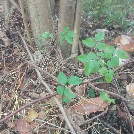 Privát U Zdenky 3* Tvrdosin