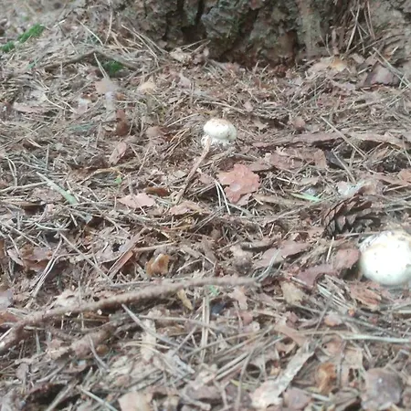 Privát U Zdenky Penzion Tvrdosin