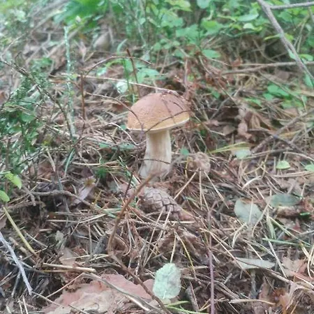 Penzion Privát U Zdenky 3*