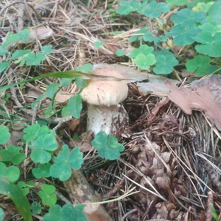 Privát U Zdenky Penzion