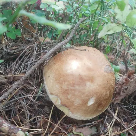 Privát U Zdenky Penzion